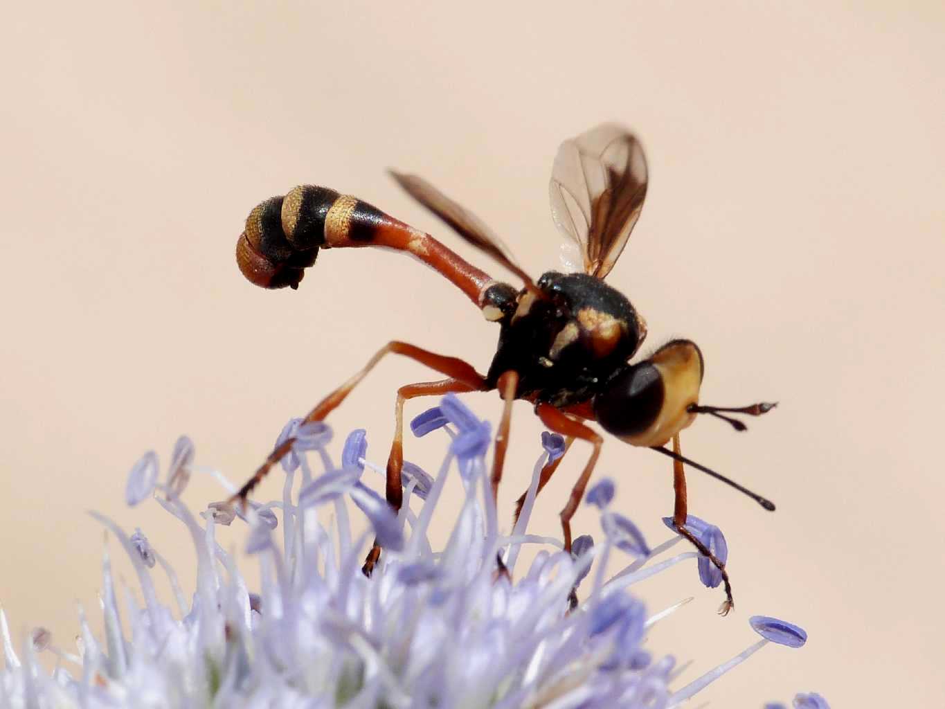 Physocephala del gruppo 